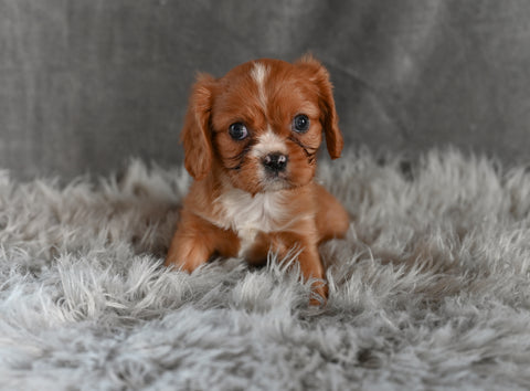 AKC Cavalier King Charles Spaniel For Sale Wooster OH-Bradley