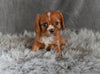 AKC Cavalier King Charles Spaniel For Sale Wooster OH-Bradley