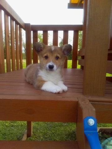 Pembroke Welsh Corgi for Sale Holmesville Ohio Male Bradly