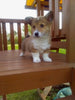 Pembroke Welsh Corgi for Sale Holmesville Ohio Male Bradly