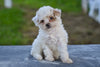 Toy Poodle For Sale Millersburg OH Braxton