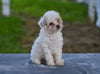 Toy Poodle For Sale Millersburg OH Braxton