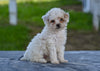 Toy Poodle For Sale Millersburg OH Braxton