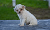 Toy Poodle For Sale Millersburg OH Braxton