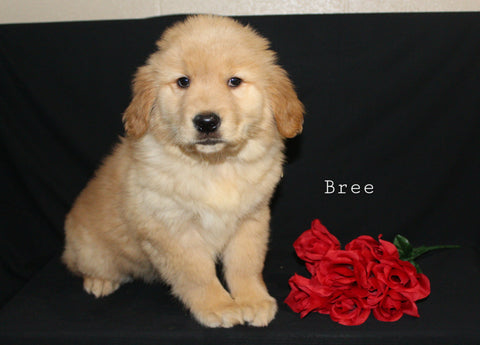 AKC Registered Golden Retriever For Sale Millersburg OH Female-Bree