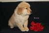 AKC Registered Golden Retriever For Sale Millersburg OH Female-Bree
