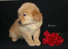 AKC Registered Golden Retriever For Sale Millersburg OH Female-Bree