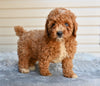 F1 Miniature-Toy Poodle For Sale Millersburg OH-Bronson