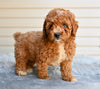 F1 Miniature-Toy Poodle For Sale Millersburg OH-Bronson