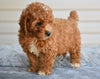 F1 Miniature-Toy Poodle For Sale Millersburg OH-Bronson