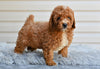 F1 Miniature-Toy Poodle For Sale Millersburg OH-Bronson