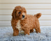 F1 Miniature-Toy Poodle For Sale Millersburg OH-Bronson