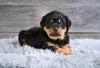 AKC Rottweiler For Sale Fredericksburg OH Brutus