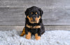 AKC Rottweiler For Sale Fredericksburg OH Brutus