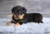 AKC Rottweiler For Sale Fredericksburg OH Brutus