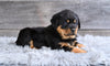AKC Rottweiler For Sale Fredericksburg OH Brutus