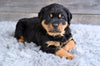 AKC Rottweiler For Sale Fredericksburg OH Brutus