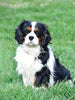 ACA King Charles Cavalier For Sale Sugarcreek Ohio Female-Willow