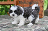 Shih Tzu For Sale Fredericksburg OH-Buddy