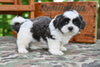 Shih Tzu For Sale Fredericksburg OH-Buddy