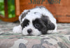 Shih Tzu For Sale Fredericksburg OH-Buddy