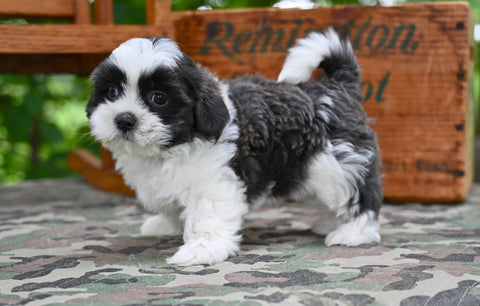 Shih Tzu For Sale Fredericksburg OH-Buddy