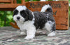 Shih Tzu For Sale Fredericksburg OH-Buddy