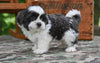 Shih Tzu For Sale Fredericksburg OH-Buddy