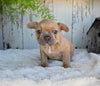 AKC French Bulldog For Sale Buster