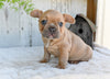 AKC French Bulldog For Sale Buster