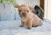 AKC French Bulldog For Sale Buster