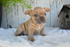 AKC French Bulldog For Sale Buster