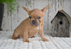 AKC French Bulldog For Sale Buster