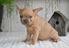 AKC French Bulldog For Sale Buster