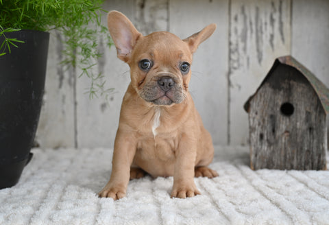 AKC French Bulldog For Sale Buster
