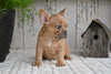 AKC French Bulldog For Sale Buster