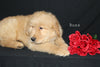 AKC Registered Golden Retriever For Sale Millersburg OH Male-Buzz
