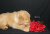 AKC Registered Golden Retriever For Sale Millersburg OH Male-Buzz