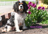 ACA King Charles Cavalier For Sale Sugarcreek Ohio Female-Willow