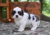Shih Tzu For Sale Fredericksburg OH-Charlie