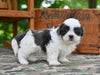 Shih Tzu For Sale Fredericksburg OH-Charlie