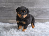 AKC Rottweiler For Sale Fredericksburg OH Charlie