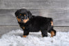 AKC Rottweiler For Sale Fredericksburg OH Charlie