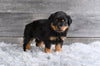 AKC Rottweiler For Sale Fredericksburg OH Charlie