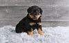 AKC Rottweiler For Sale Fredericksburg OH Charlie