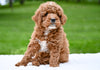 F1B Mini Goldendoodle Sugarcreek OH-Charlie