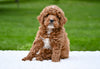 F1B Mini Goldendoodle Sugarcreek OH-Charlie