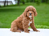 F1B Mini Goldendoodle Sugarcreek OH-Charlie