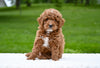F1B Mini Goldendoodle Sugarcreek OH-Charlie