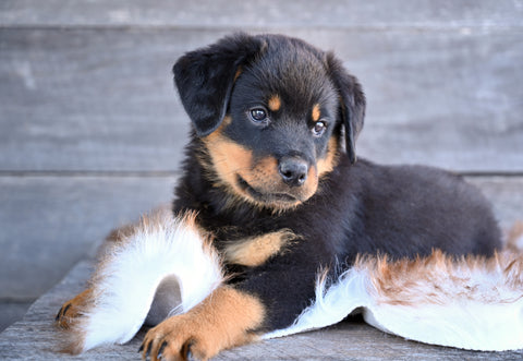 AKC Rottweiler For Sale Fredericksburg OH Charlie